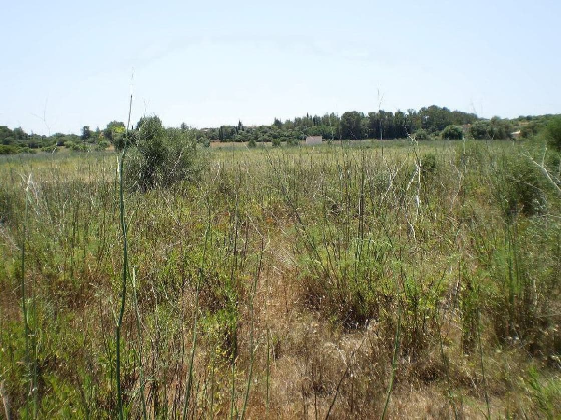 Terreno - Biniali, Sencelles - Foto 3