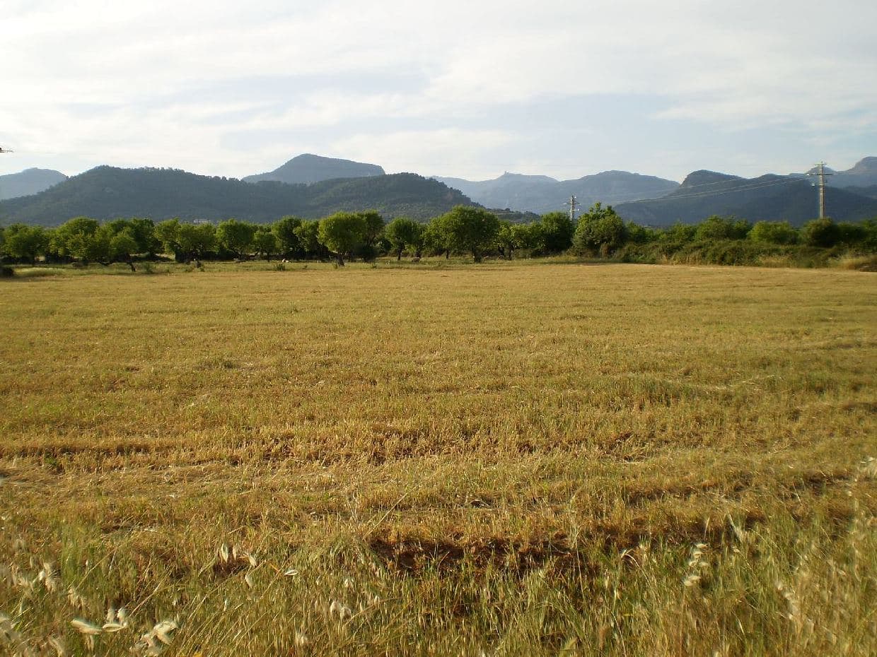 Terreno - Binissalem - Foto 1