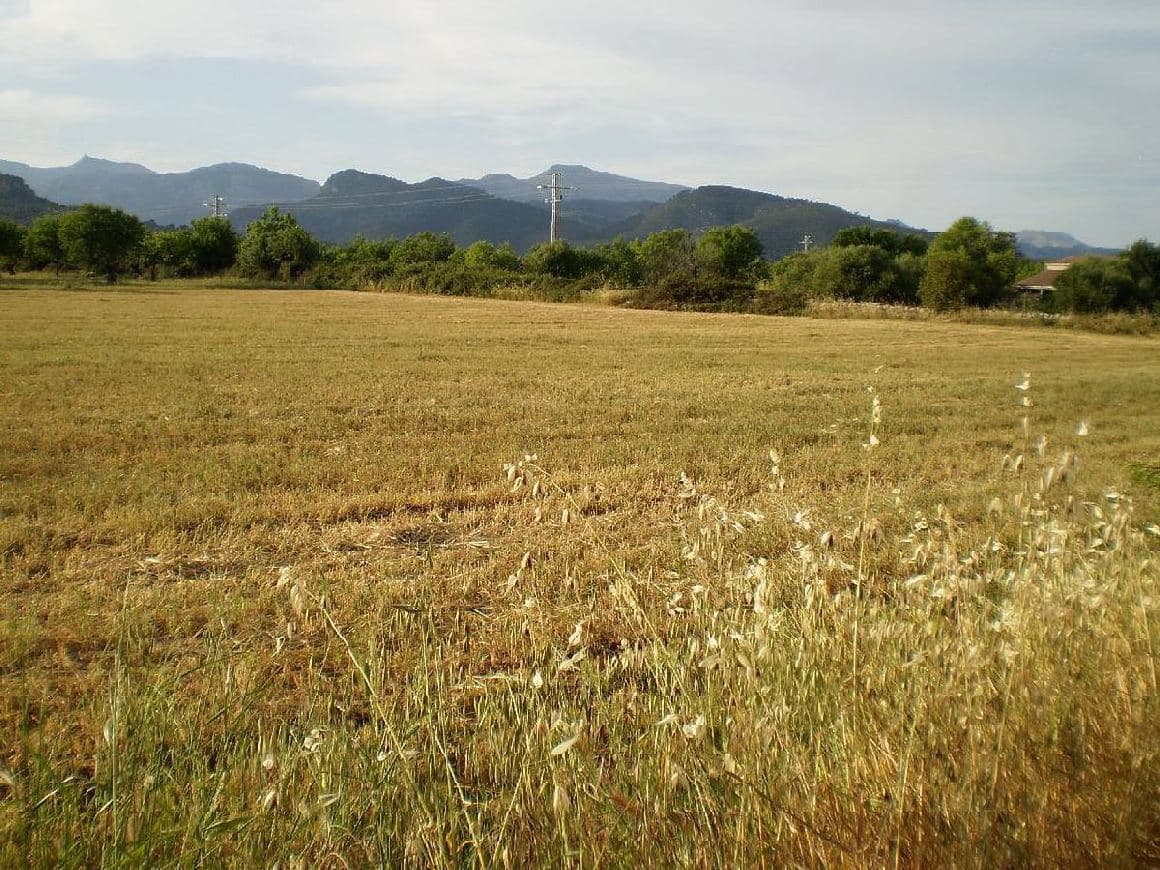 Terreno - Binissalem - Foto 3