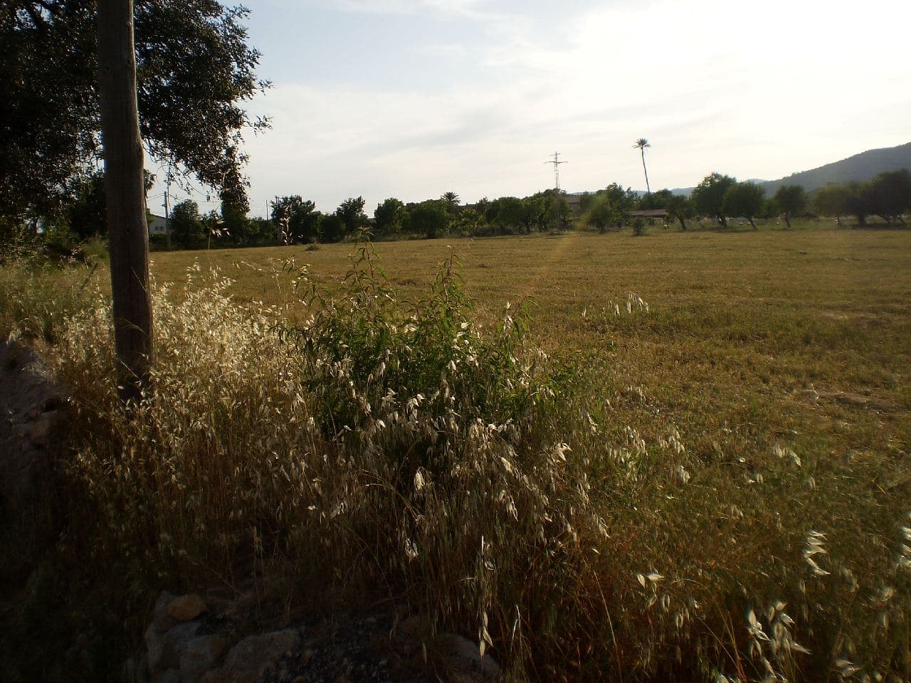 Terreno - Binissalem - Foto 4