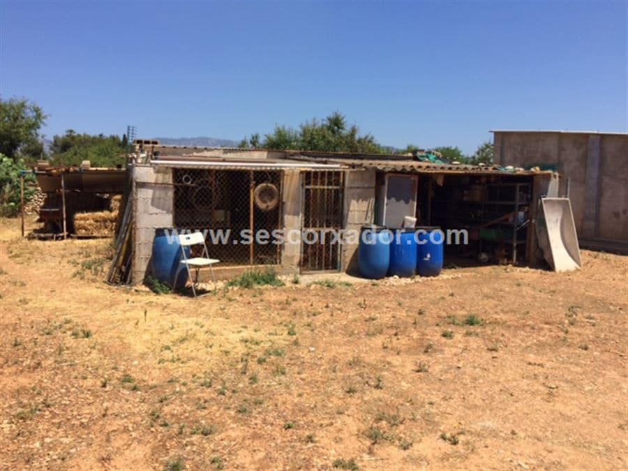 PEGADO A PALMA - Foto 4