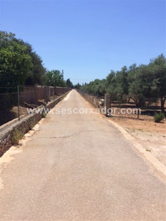 PEGADO A PALMA - Foto 1