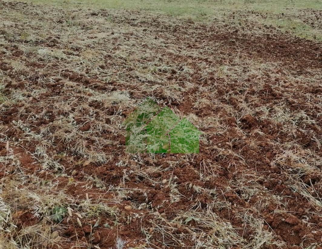 T-558 VENTA DE TIERRA DE REGADIO EN LA CAÑADA. MONTIJO - Foto 3