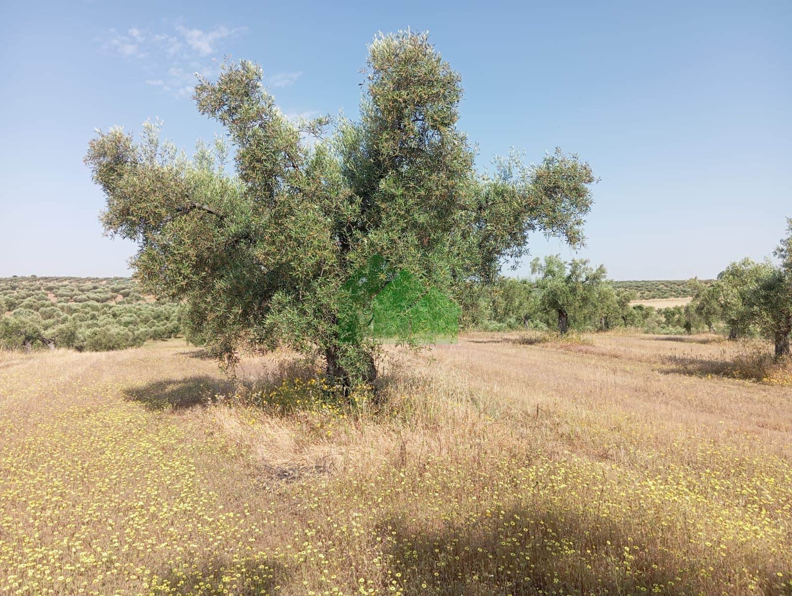 T-566 TERRENO DE SECANO PLANTADO DE OLIVOS CON NAVE DE APEROS. LOS ARENALES MONTIJO. - Foto 4