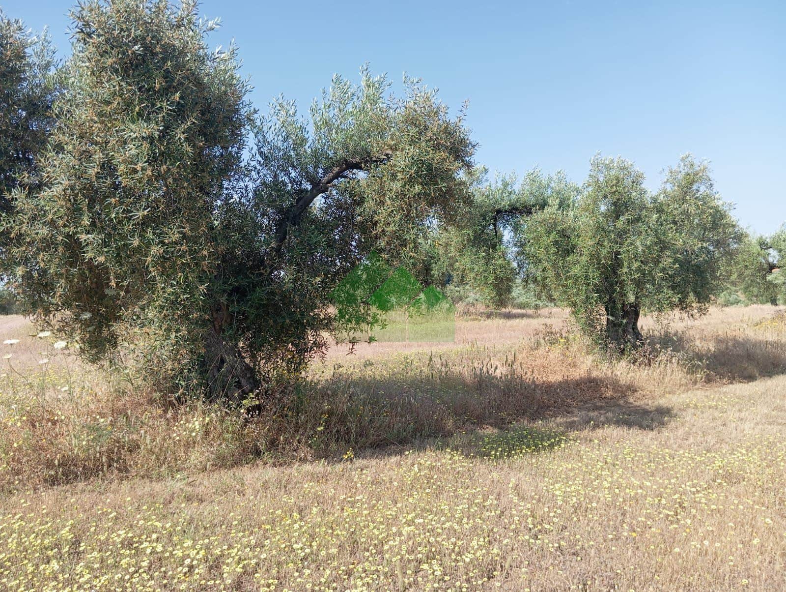 T-566 TERRENO DE SECANO PLANTADO DE OLIVOS CON NAVE DE APEROS. LOS ARENALES MONTIJO. - Foto 3