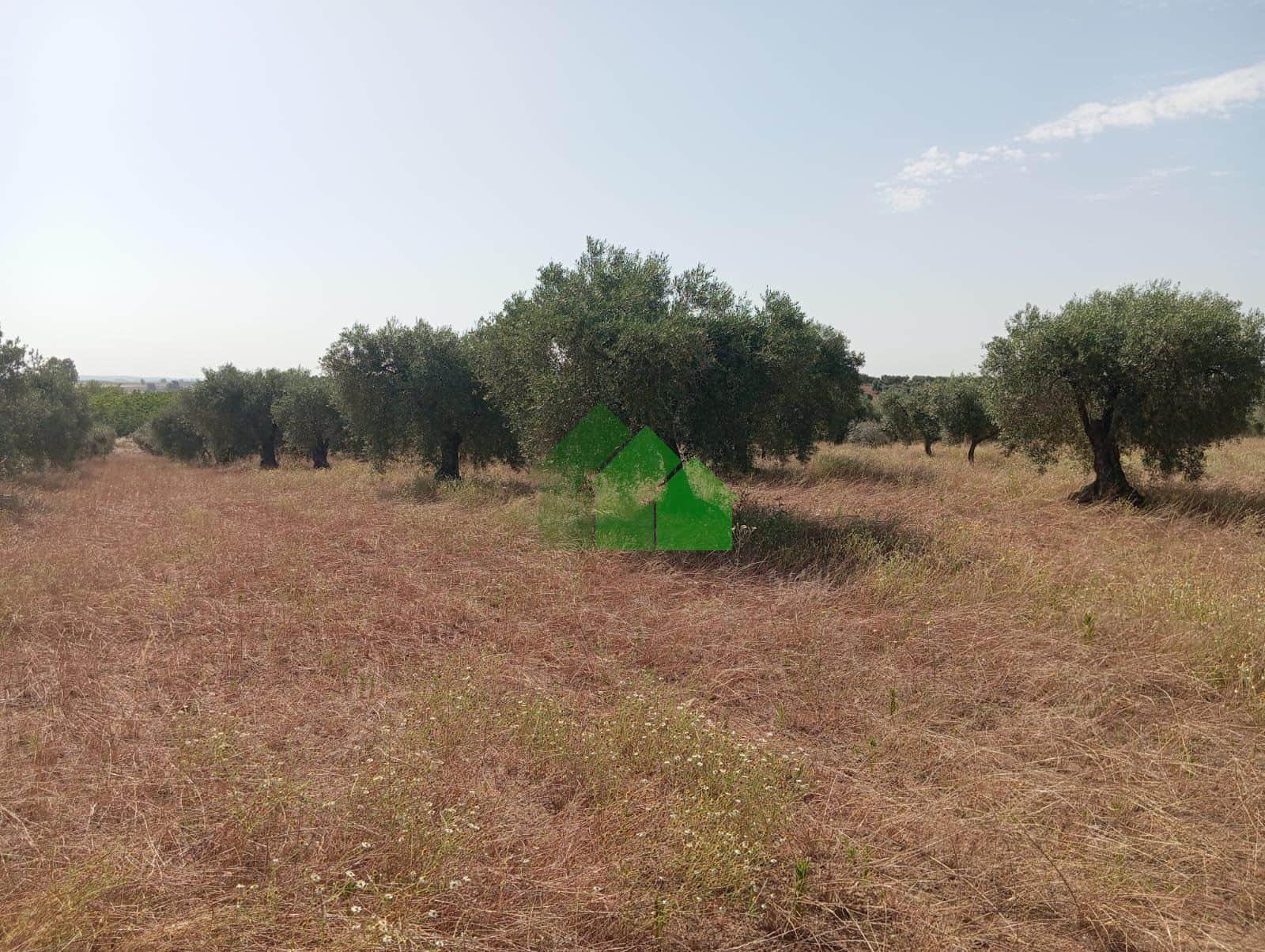 T-566 TERRENO DE SECANO PLANTADO DE OLIVOS CON NAVE DE APEROS. LOS ARENALES MONTIJO. - Foto 5