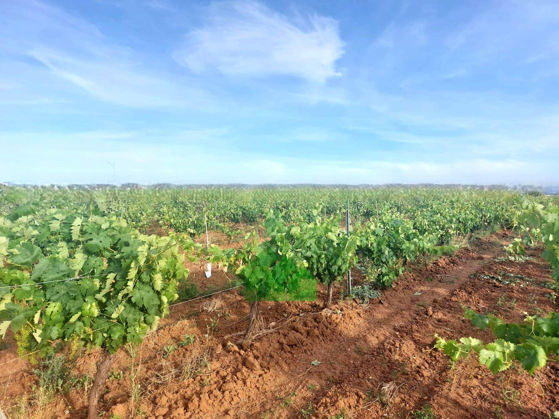 Terreno en venta en Montijo - Foto 3