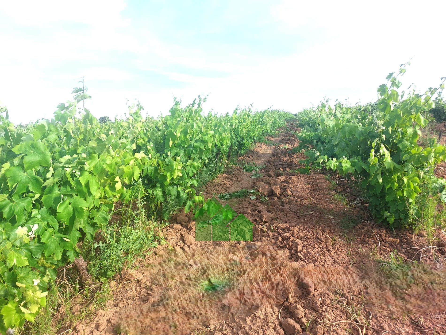 Terreno en venta en Montijo - Foto 5