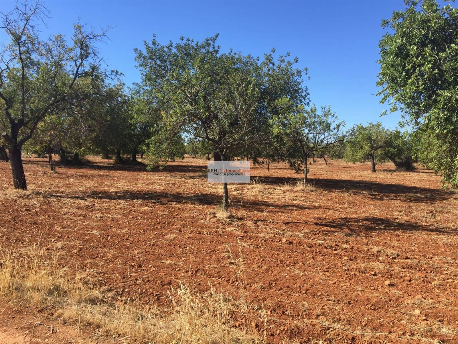 Terreno rústico urbanizable en Bunyola - Foto 2
