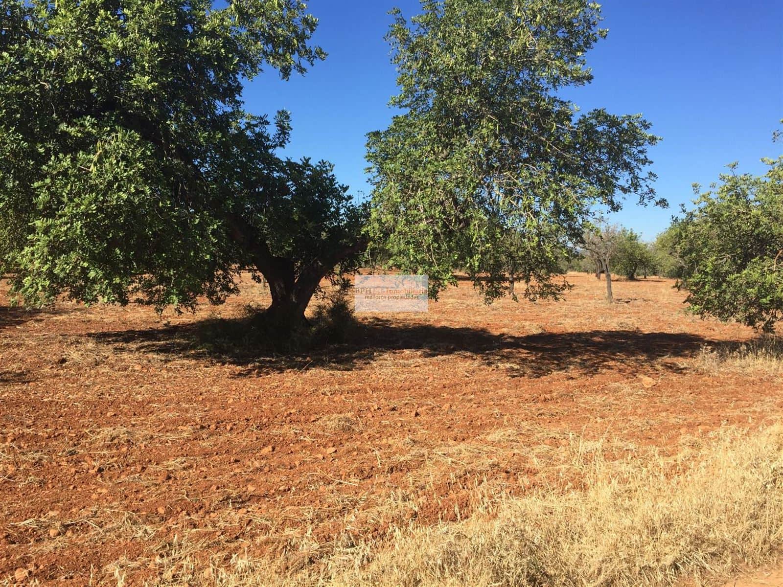 Terreno rústico urbanizable en Bunyola - Foto 5