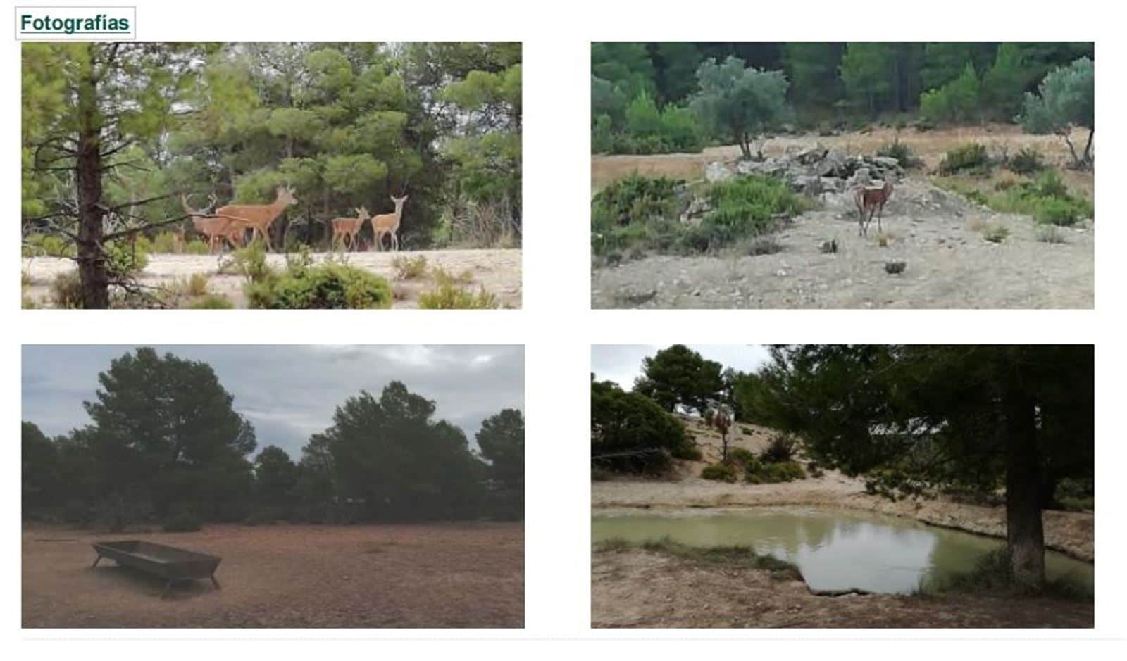 FINCA DE CAZA MAYOR EN UTIEL VALENCIA - Foto 3