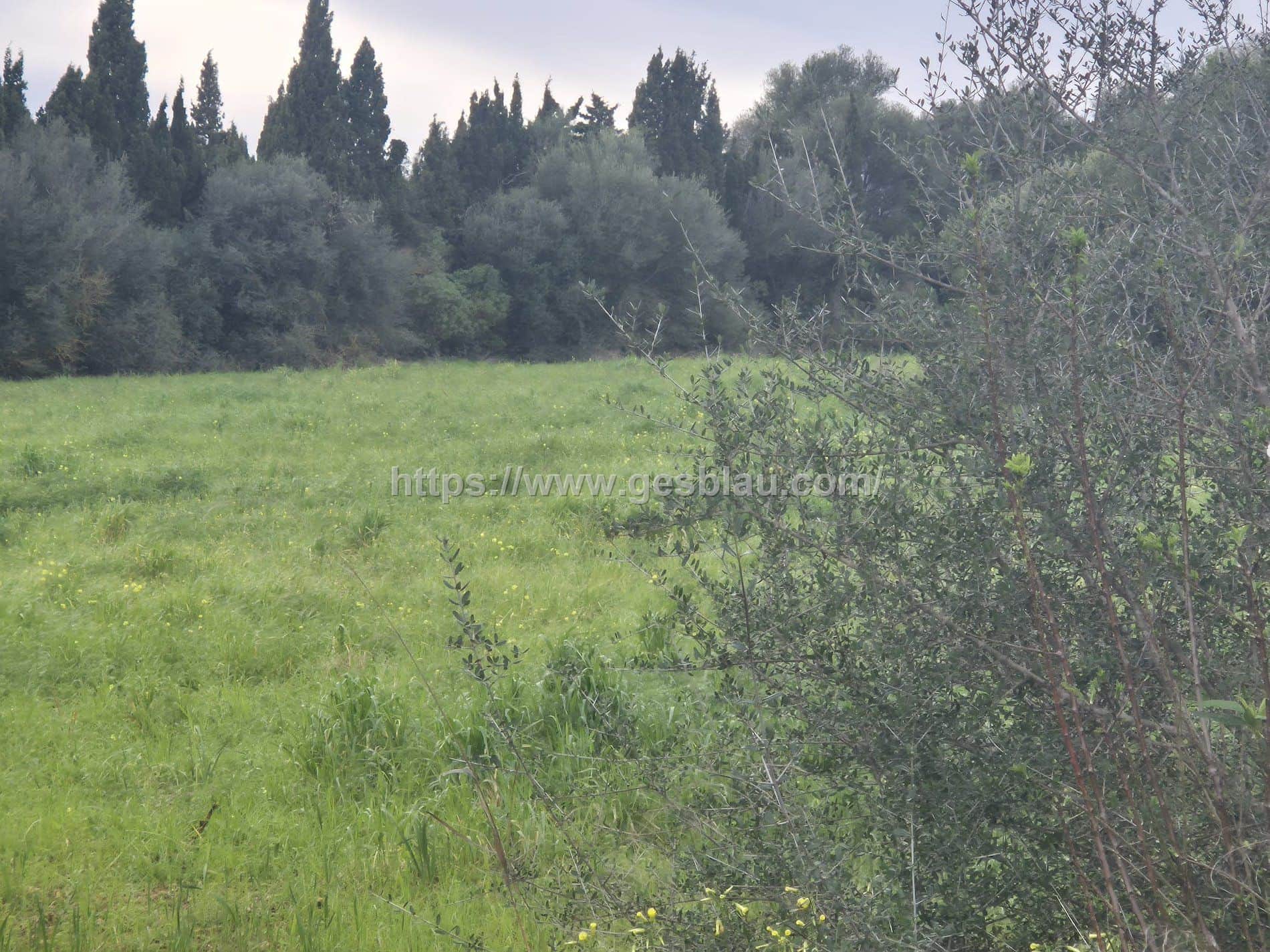 Terreno en venta en Llubi - Foto 2