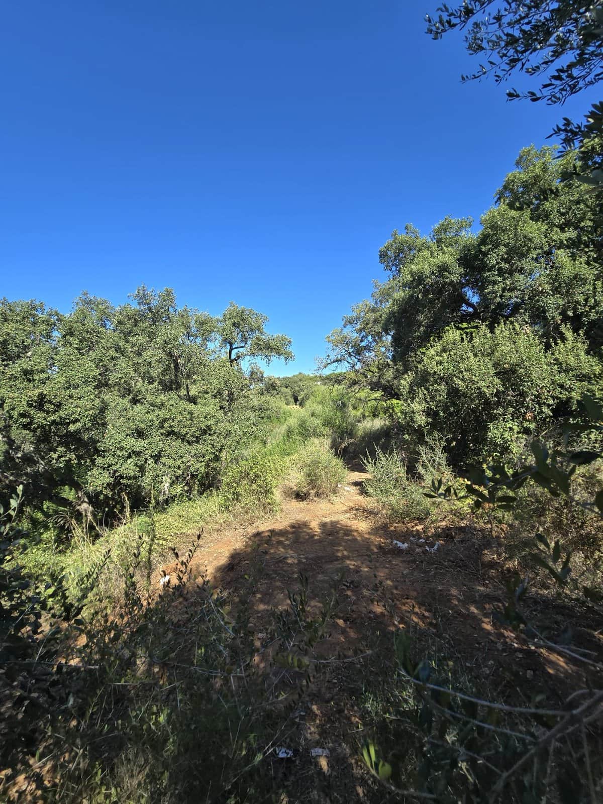 Terreno - Sotogrande Alto, San Roque - Foto 1