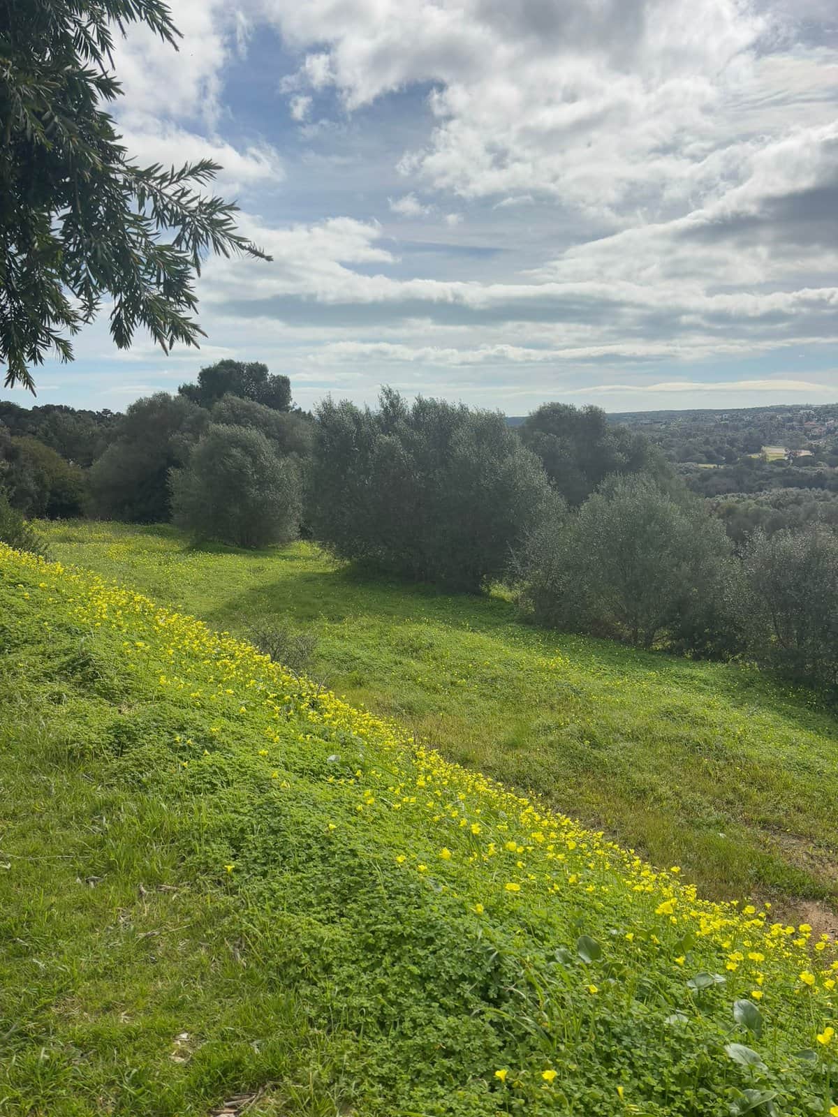 Suelo unifamiliar en venta en La Reserva de Sotogrande, San Roque - Foto 2